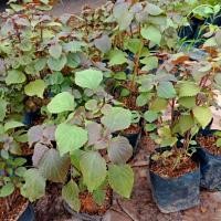 ราคา ต้นชิโสะ ใบโอบะ หรือใบงาเกาหลี สายพันธุ์เกาหลี (3054236950)