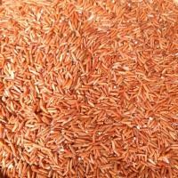 ราคา ข้าวสังข์หยดพัทลุง แท้ 100 1 ก ก (16947819791)