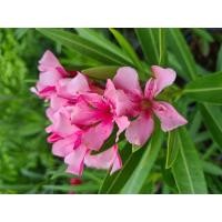 ราคา ต้น ยี่โถ สีชมพูเข้ม กระถาง 6 นิ้ว ขั้นต่ำ 2 ต้น (9397421643)