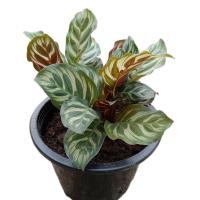 ราคา ต้นค้าขายร่ำรวย คล้าแววมยุรา Calathea ต้นอธิษฐาน กระถาง 8 นิ้ว (18992803132)
