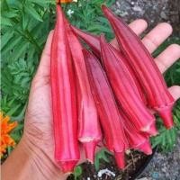 ราคา เมล็ดพันธุ์ กระเจี๊ยบเขียวฝักแดง กระเจี๊ยบมอญ ฝักแดง Red Burgundy Okra Seed นำเข้าจากต่างประเทศ 10 แถม1 คละได้ (17573735998)