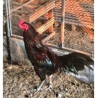 ราคา ไข่เชื้อ ไก่ประดู่หางดำ (7530577403)