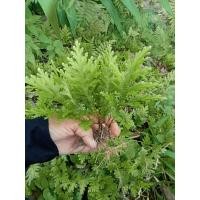 ราคา เฟิร์นกนกนารีสีฟ้าชุด20ต้นถอน (20245157842)