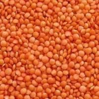ราคา ถั่วเลนทิลแดง ถั่วมาซู ดาล 500 กรัม Red lentil Masoor dal 500g (20292619777)