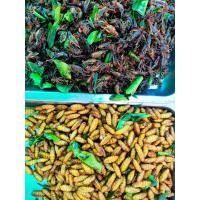 ราคา แมลงทอดรวม 2 อย่าง จิ้งหรีด ดักแด้ น้ำหนักก่อนทอด 500 กรัม ทอดตามออเดอร์เท่านั้น ทอดสดทอดใหม่ค่ะ (19596305868)