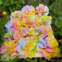 ราคา กระดาษสาห่อเหรียญโปรยทาน รุ่นสีรุ้ง1000แผ่น พร้อมหนังยาง มี10ถุง ถุงละ100แผ่น ใช้พับใส่เหรียญโปรยทานงานทำบุญ งานบวช (20385558856)