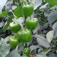 ราคา เมล็ดพันธุ์ เมล็ดพริกยักษ์หวาน เมล็ดพริกยักษ์หวาน คละสี 350 เมล็ด (8908804587)