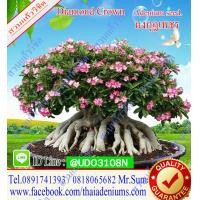 ราคา เมล็ดชวนชม มงกุฎเพชร 1 ซอง บรรจุ 10 เม็ด เมล็ดชวนชมเก็บใหม่ ตามฤดูกาล สดใหม่จากสวนแก้ววิชิต (1817766129)