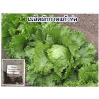 ราคา เมล็ดพันธุ์ ผักกาด ผักกาดแก้ว หอมห่อ 90 1100 เมล็ด ปลูกง่าย ได้ผลลผลิตไว ซื้อ10 แถม 1 คละได้ (18505216193)