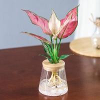 ราคา กระถางดอกไม้ปลูกพืชด้วยน้ำโปร่งใสกระถางดอกไม้เรซิ่นสีเขียวขนาดเล็กทำจากกระจกเทียม (12090163284)