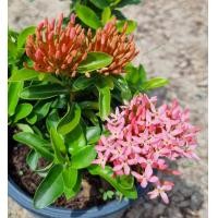 ราคา ต้นเข็ม ต้นเข็มแคระดอกสีชมพู กระถาง 6 นิ้ว ส่งพร้อมกระถาง เข็มรั้วไม้จัดสวน (20462061603)