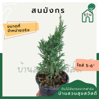 ราคา สนมังกร นิยมนำมาตกแต่งสวนสไตล์อังกฤษ รากแน่น (12563515233)