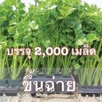 ราคา เมล็ดพันธุ์ คื่นฉ่ายขึ้นฉ่าย 2000 เมล็ด (15520016920)