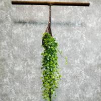 ราคา ต้นเดฟ ในตระกร้าหวาย แขวนประดับ พุ่มขนาดใหญ่ (19803425698)