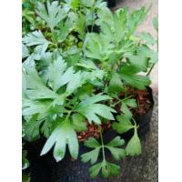ราคา ขายต้นพันธ์ุพาสเลย์อิตาเลียน Flat Leaf Italian Parsley (3567876277)