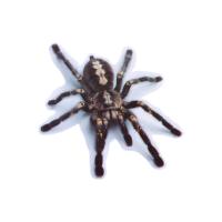 ราคา สติกเกอร์ติดรถยนต์ลายแมงมุมแมงป่อง3D ลายสัตว์3D ตกแต่งสติ๊กเกอร์ติดรถกระจกหน้าต่างรถยนต์กันน้ำเหนียวติดทนน้ำ (19471398441)