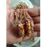 ราคา 1 ชิ้น ว่านจั๊กจั่น หรือ พญาว่านต่อเงินต่อทอง ค้าขายดี เจรจาราบรื่น ของดี ควรมี ของแท้จากธรรมชาติ ป่าดิบชื้นของไทย (19904662985)