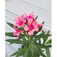 ราคา ต้นยี่โถดอกสีชมพูเข้ม กระถาง 6 นิ้ว ส่งพร้อมกระถาง (20341055775)