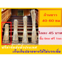 ราคา ก้านมะพร้าว ทางมะพร้าวแห้ง ความยาว 40 60 ซม 10 กิโล ก้านใหม่ ก้านมะพร้าวทำไม้กวาด ก้านมะพร้าวแห้ง ก้านคุณภาพ เก็บเงินปลายทางได้ (9601011206)