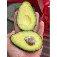 ราคา ราชาโวคาโด 1kg พันธุ์Hass ลูกเล็ก แฮส Avocada (20533029343)