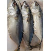 ราคา ปลาทูมัน แดดเดียว แม่กลอง แท้ 100 แพ็ค3ตัว (20298961921)