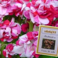 ราคา เมล็ดพันธ์ุ ดอกเทียนซ้อน สีด่างชมพู ขาว เทียนซ้อนด่าง ซื้อ 10 แถม 1 คละอย่างได้ (9869855483)