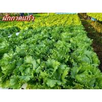 ราคา เมล็ดพันธ์ผักสลัด Green Oak กรีนโอ๊ค เรดโอ๊ค คอส กรีนคอส ตราไฮคิว Hi Q บรรจุ 100 เมล็ด เมล็ดเปลือย ยอดนิยม นำเข้าจากเนเธอร์แลนด (19533448695)