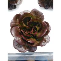 ราคา เมล็ดพันธ์ผักสลัด Green Oak กรีนโอ๊ค เรดโอ๊ค คอส กรีนคอส ตราไฮคิว Hi Q บรรจุ 100 เมล็ด เมล็ดเปลือย ยอดนิยม นำเข้าจากเนเธอร์แลนด (19533448697)