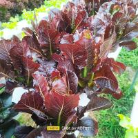 ราคา เมล็ดพันธ์ผักสลัด Green Oak กรีนโอ๊ค เรดโอ๊ค คอส กรีนคอส ตราไฮคิว Hi Q บรรจุ 100 เมล็ด เมล็ดเปลือย ยอดนิยม นำเข้าจากเนเธอร์แลนด (19533448696)