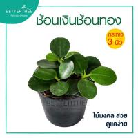 ราคา ต้นช้อนเงินช้อนทอง กระถาง 3 นิ้ว ต้นไม้ฟอกอากาศ ต้นไม้ในร่ม ต้นไม้มงคล ต้นไม้ (20435562994)