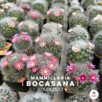 ราคา แมมขนแมว Mammillaria Bocasana แคคตัส กระบองเพชร cactus succulent (4280928480)
