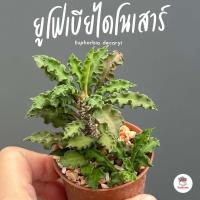 ราคา ยูโฟเบียไดโนเสาร์ กระถาง2 5นิ้ว Euphorbia decaryi แคคตัส กระบองเพชร cactus succulent (3460450873)