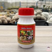 ราคา Golden Flower ยากันรา กันแมลง เร่งราก เร่งดอก 250 ซีซี ไม้อวบน้ำ กุหลาบหิน กระบองเพชร cactus succulent (12428533286)