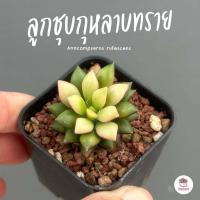 ราคา ลูกชุบกุหลาบทราย Anacampseros rufescens ไม้อวบน้ำ กุหลาบหิน แคคตัส กระบองเพชร cactus succulent (4711958619)
