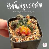 ราคา ยิมโนแม่ลูกดกด่าง Gymnocalycium damsii Variegated แคคตัส กระบองเพชร cactus succulent (19490148651)