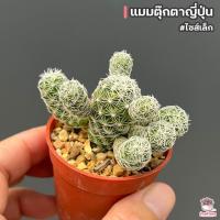ราคา แมมตุ๊กตาญี่ปุ่น ไซส์เล็ก Mammillarua gracilis แคคตัส กระบองเพชร cactus succulent (5031070966)