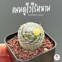 ราคา แมมดูไวไร้หนาม กระถาง 2 นิ้ว Mammillaria duwei แคคตัส กระบองเพชร cactus succulents (15965057413)