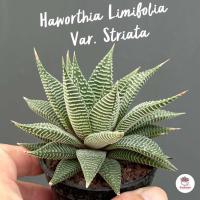 ราคา Haworthia Limifolia Var Striata ฮาโวเทีย ไม้อวบน้ำ กุหลาบหิน cactus succulentหลากหลายสายพันธุ์ (17449597318)