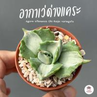 ราคา อากาเว่ด่างแคระ กระถาง 2 นิ้ว Agave isthmensis Ohi Raijin variegata กระบองเพชร ไม้อวบน้ำ cactus succulent หลากหลายสายพันธุ์ (19490359013)