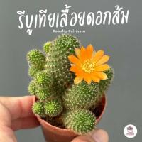 ราคา รีบูเทียเลื้อยดอกส้ม Rebutia Pulvinosa แคคตัส กระบองเพชร cactus succulent (9989728687)