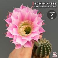 ราคา อิชินอปซิส ไฮบริด แองเจิล กระถาง 2 นิ้ว Echinopsis แคคตัส กระบองเพชร cactus succulent (10879481666)