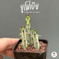 ราคา ยูโฟเบีย Euphorbia sp Nova แคคตัส กระบองเพชร cactus succulent (7770462121)