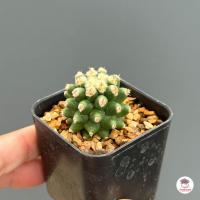 ราคา ถังทองหนามกุด มอนส์ Echinocactus grusonii var subinermis แคคตัส กระบองเพชร cactus succulent (5452506419)