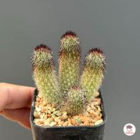 ราคา นิ้วดำ นิ้วญี่ปุ่น Mammillaria sphacelata แคคตัส กระบองเพชร cactus succulent (12889684859)