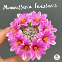 ราคา Mammillaria Insularis แคคตัส กระบองเพชร cactus succulent (5405324264)