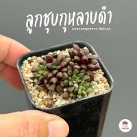 ราคา ลูกชุบกุหลาบดำ Anacampseros Retusa ไม้อวบน้ำ กุหลาบหิน แคคตัส กระบองเพชร cactus succulent (5099982626)
