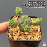 ราคา ยูโฟเบียนักกล้าม ไซส์เล็ก Euphorbia Pseudo Globosa แคคตัส กระบองเพชร cactus succulent (7089348739)