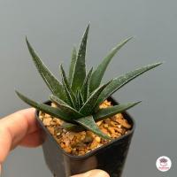 ราคา ฮาโวเทีย ม้าเขียว Haworthia Herbacea ไม้อวบน้ำ กุหลาบหิน Cactus Succulent (8881572436)