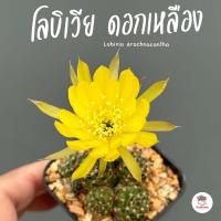 ราคา โลบิเวีย ดอกเหลือง Lobivia Arachnacantha แคคตัส กระบองเพชร cactus succulent (8981272964)