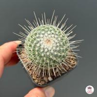 ราคา Mammillaria Geminispina var Nobilis แคคตัส กระบองเพชร cactus succulent (6060340272)